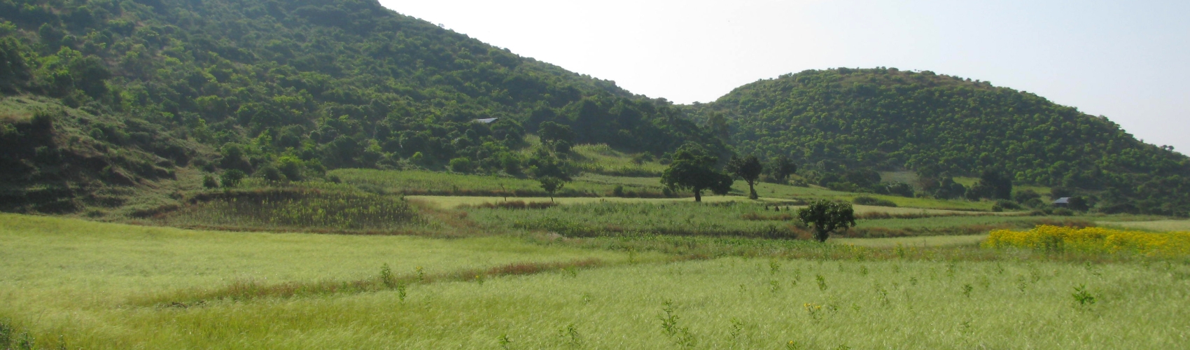 Exclosures and communal grazing lands in Ethiopia