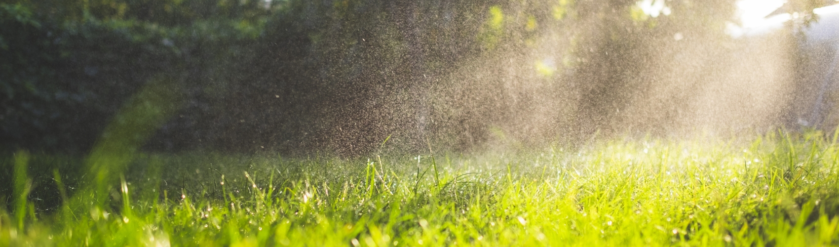 Fresh green grass and water drops over it sparkling in sunlight