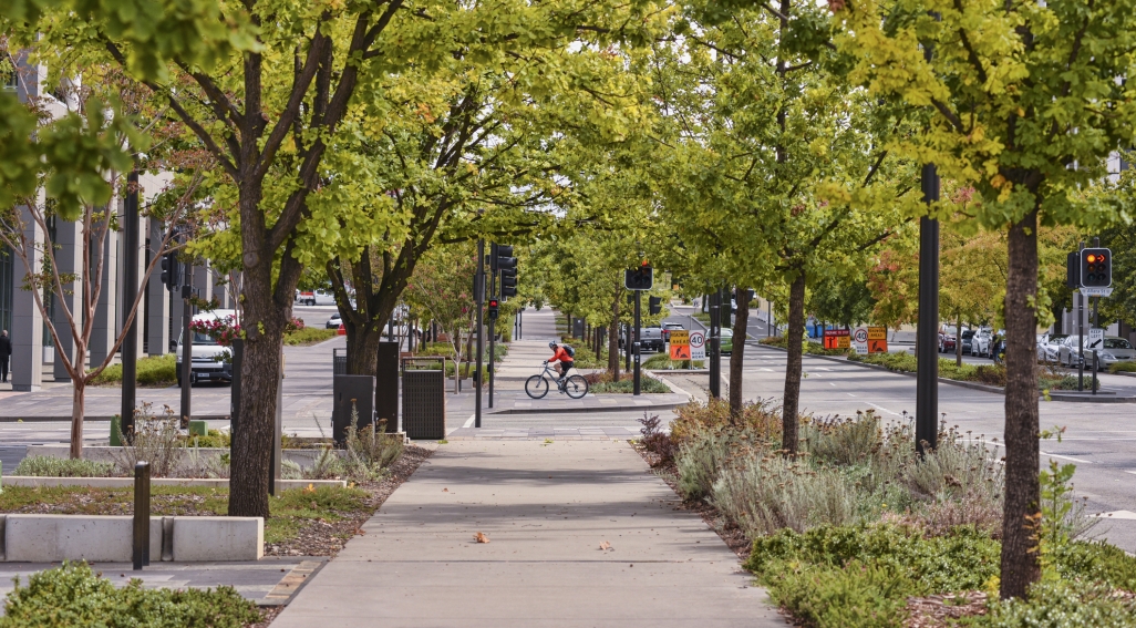 Cyclist passing across a tree-lined path in a city