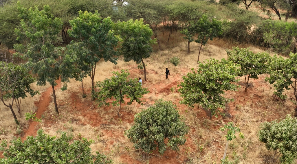 An overhead shot of trees in Tanzania